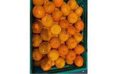 Mandalina ihracatı tarih yazıyor