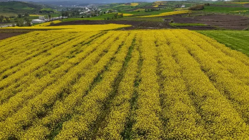 Samsun’da Kanola üretimi patladı: 6 Yılda 45 Bin dekarlık artış